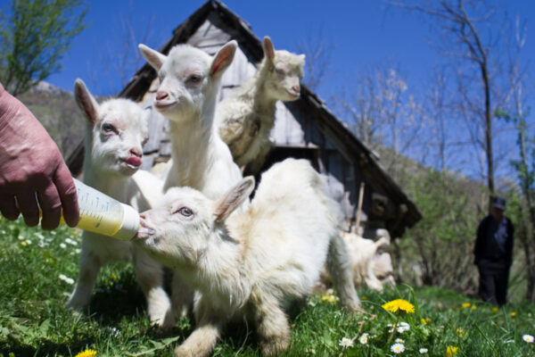 INTERVJU: Vjerujem u bum seoskog turizma – Jelena Krivčević, direktorka RRA