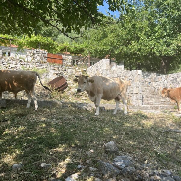Projekat „Podrška poljoprivrednim praksama usmjerenim ka očuvanju i zaštiti biodiverziteta“ 3