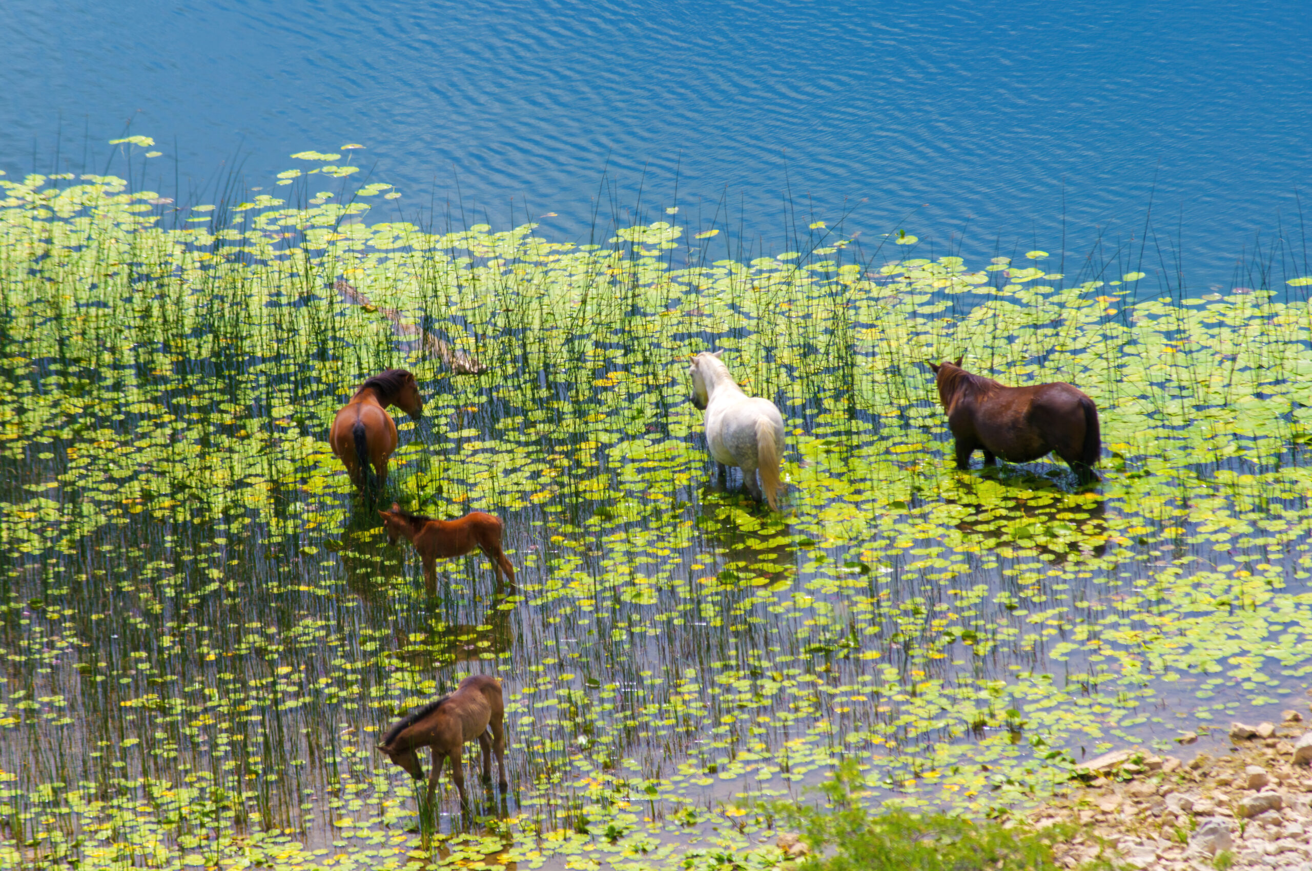 Galerija fotografija