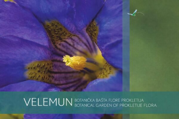 Botanička Bašta: Susret Sa Rijetkostima Planinske Flore 1