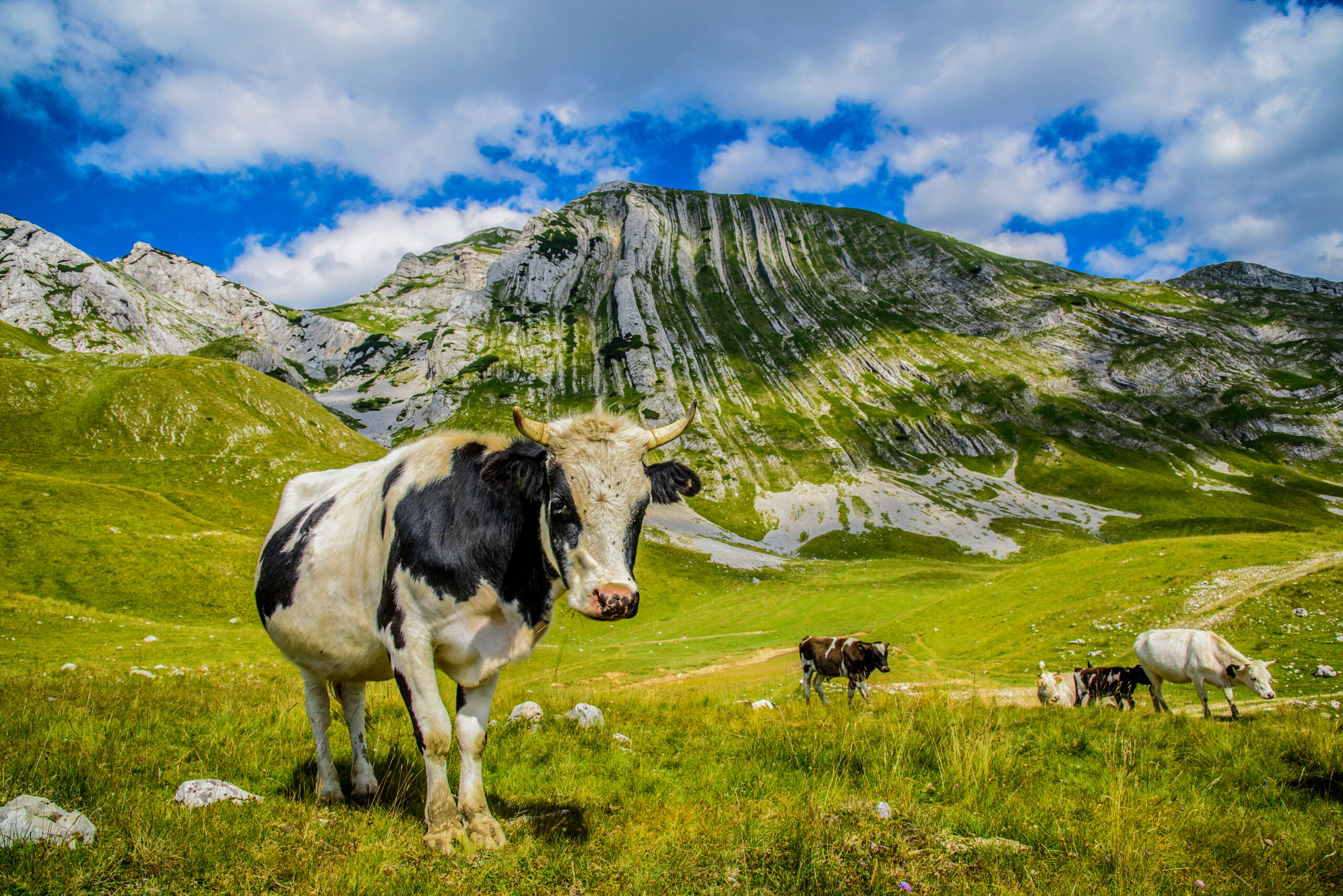 Galerija fotografija